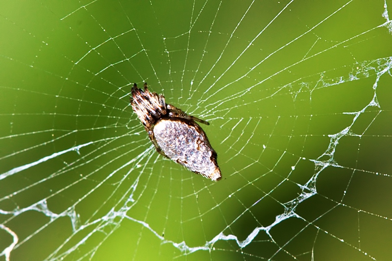 Cyclosa sp.